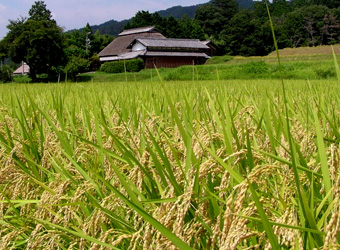 伊賀米コシヒカリ